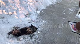 Woman rescues injured stray dog trapped in ice on road in China