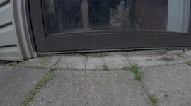 Lucky Lizard Sunbathing Safely Just Out Of Reach From Hungry Cats