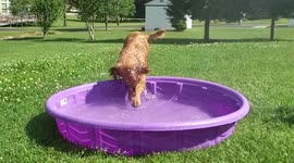 HAPPY : A Golden Retriever Named Charlie Has The Time Of Her Life In A Small Childs Pool In The Hot Summer For The First Time In Slow Motion
