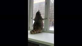 Raccoon is very funny jumping near the window