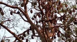 Villagers co-exist with millions of bat as sign of prosperity in eastern India