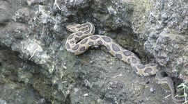 Brave rescuer descends steep sides of deep well to remove deadly viper