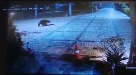 Wild bear seen roaming on lawn area of posh resort in north India