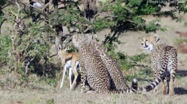 Cheetah cubs play with a gazelle - before a BABOON steals it