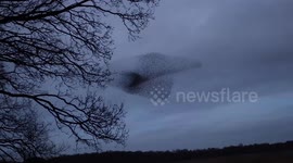 Photographer captures starling murmuration forming shape of MEERKAT'S HEAD
