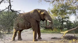 Take a walk through the wilderness with the Jabulani herd of rescued elephants