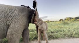 Adorable moment albino calf embraces adult elephant in South Africa