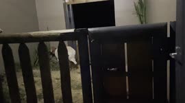Let sleeping elephants lie - orphaned calf Khanyisa goes to sleep after a long day in the bush