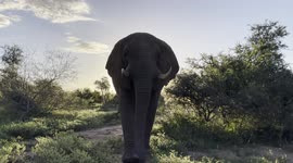 Friendly greetings from dominant bull of the Jabulani herd - Sebakwe