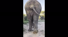 Have you ever walked in the footsteps of an African elephant?