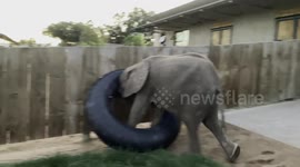 Orphaned albino elephant calf loves nothing more than playing around with toy tube