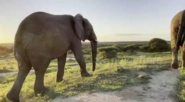 Join the Jabulani herd of orphaned elephants for a walk around the dam as they head back to the homestead