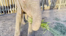 Orphaned baby elephant, Khanyisa, snacks on some grass at the HERD orphanage
