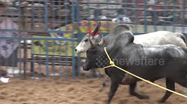 Traditional bull-taming festival returns to Madurai, India, after pandemic hiatus
