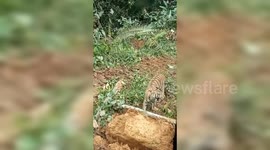 Brave Sumatran tiger blocks excavator clearing trees near palm oil plantation in Indonesia
