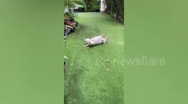 Pet dog sleeps in hilarious position in back garden in Thailand