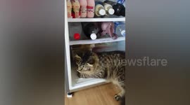 Chubby cat squeezes itself into full refrigerator