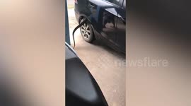 Wild monitor lizard found stuck in car wheel rescued in Thailand