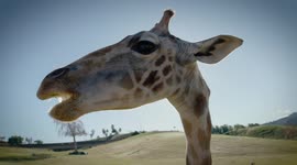 Sticking their neck out: orphaned giraffes get some much needed love