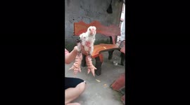 Check out the unusual, rare, and super huge feet of this chicken
