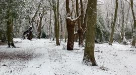 Epping Forest, London, Essex in the snow