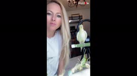 This duo of a singing cockatoo and his 'hypeman' is utterly adorable
