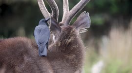 Thank you CROW much! Helpful bird pecks bugs off Sambar deer in Sri Lanka