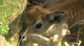 Meet the unusually cute lechwe species of antelope