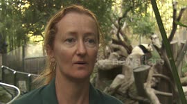 Come Along With These Zookeepers as They Test a Panda’s Hearing Range