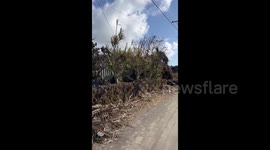 Uprooted trees and damaged properties in Tonga after devastating volcano and tsunami