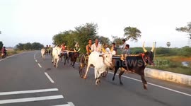 Thousands line streets of southern Indian town for annual bull race
