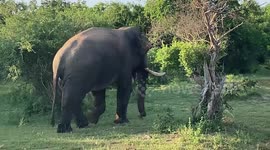 Majestic tusker follows visitors during safari in Sri Lanka