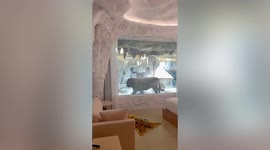Debate in China as new tiger hotel launches with rooms that look onto captive big cats