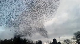 Incredible starling murmuration in the Eden Valley Cumbria UK