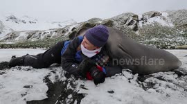 Elephant seal captured giving BIG HUG to photographer