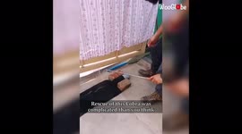 Enthralling rescue of a huge and deadly spectacled cobra in Mysore, India