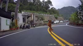 WTF MOMENT: Stray dog weaves in and out of traffic almost causing two accidents (Dashcam Video)