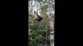 Orangutan Mom And Her Baby Hanging On The Trees (Orangutan Borneo)