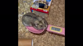Curious hamsters enjoy weighing in after Christmas binge