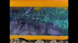 Find someone who loves you as much as these dwarf hamster pups love water!