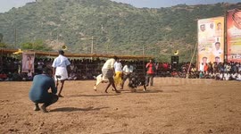 A thrilling goat fighting competition was held in South India in which hundreds of goats participated.