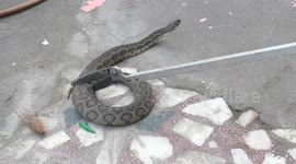 Poisonous 5 feet Russell viper  was rescued from a house, later left in the nearby woods in South India.