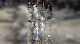 Papuan villagers catch 7-metre crocodile and find human remains inside