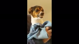 Touchy pup doesn't like his feet being washed