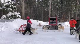 Mush Larose Dog Sled Club First Important Lesson as a Musher Never Let Go Of Your Sled this is what happened when a young musher did let goen