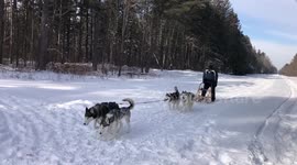 Mush Larose Sled Dog Club even with freezing temperatures at -30 below warmed our hearts running in the forest