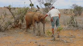 Conservationists in Kenya rescue orphaned baby elephant suffering from exhaustion