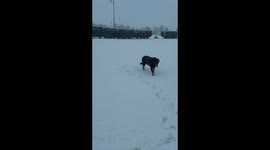 When you're the only Rottweiler in the Snow. One man and his dog on a winter walk