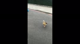Egyptian Geese cross very busy London road from Hyde Park Corner to Marble Arch. Cameraman assists their crossing by stopping the traffic.