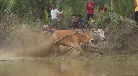 TRADITION OF COW RACING (PACU JAWI) AFTER TWO YEARS OF PANDEMIC IN WEST SUMATRA, INDONESIA